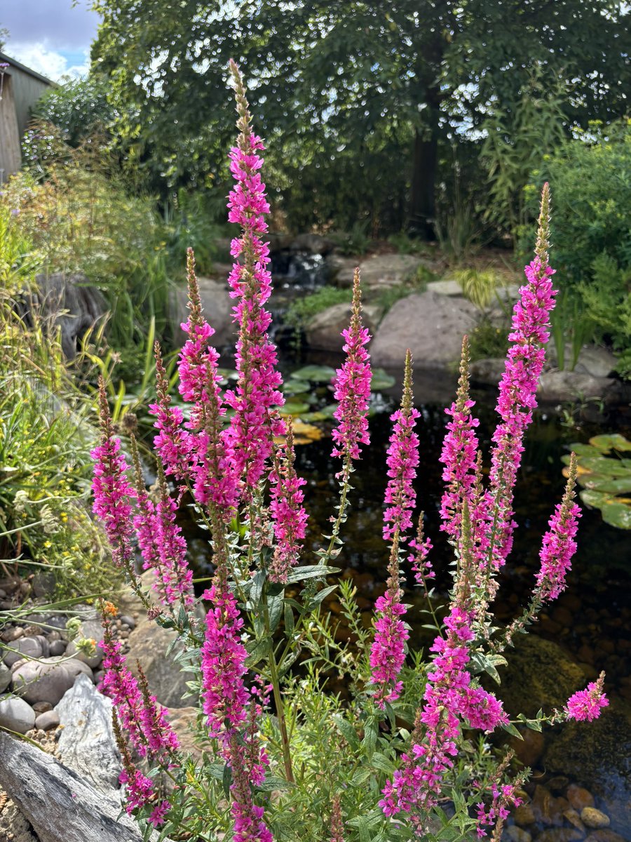 AlanEDown's tweet photo. Shorter purple loosestrife - Lythrum salicaria Robert - has performed exceptionally well by our water feature.
Itβs a compact form of a #nativeplant https://t.co/Si5Cf1Ro0F