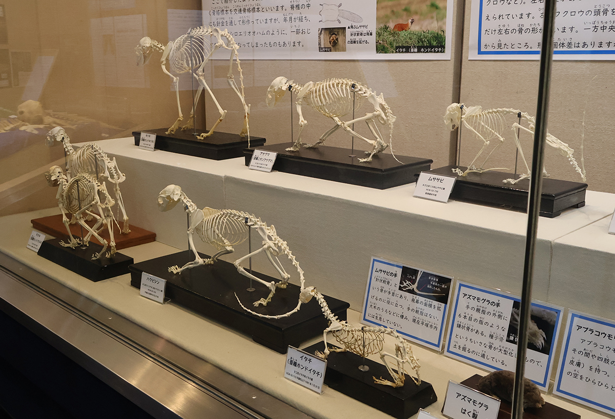 2階情報コーナーで展示中の「ひらつか六鬼夜行」では平塚の昔話に登場