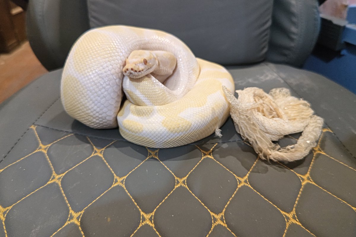 fukashigity's tweet photo. 昨日お孫ちゃんが来たときは水に浸かってたボールパイソンのみかんさん🐍
今朝見たら脱皮してました
夏休み中、小学生までのお子さんは入場料1800円が1200円になります(X見たよ❗️って伝えてね)
ヘビの脱皮の皮やフクロウの羽など差し上げます
自由研究にどうですか？
ぜひご家族でご来店くださいね😌 https://t.co/lswCqJhbGz