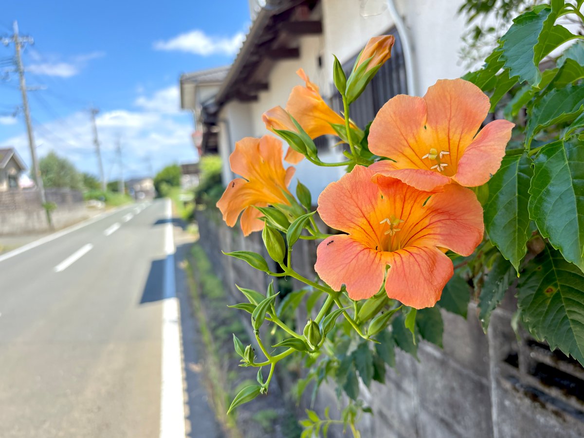 nekohara21s's tweet photo. 熊本市は晴れ
今朝もやや強な余震きました ( •́ㅂ•̀ )

昼のひと歩き
日差しは強いけど
吹き抜ける風で
稲がさわさわ揺れてます😌🤲

一日一歩
少しずつ落ち着きを
皆様
今日もお疲れ様です
#イマソラ #ファインダー越しの私の世界
#写真好きな人と繋がりたい https://t.co/Ye5iWDNgcR