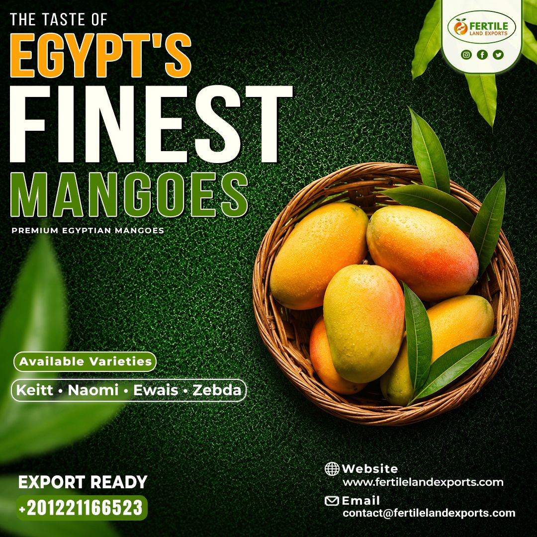 FertileL55544's tweet photo. 🥭 The Taste of Egypt's Finest Mangoes.

Premium isn't just about taste—it's about consistency, reliability, and trust.

From #Keitt to #Naomi, #Ewais, and #Zebda, we deliver export-ready Egyptian mangoes that meet global market expectations.

🔗 https://t.co/xkF6ZUFFtZ https://t.co/Aa7fFmoimw