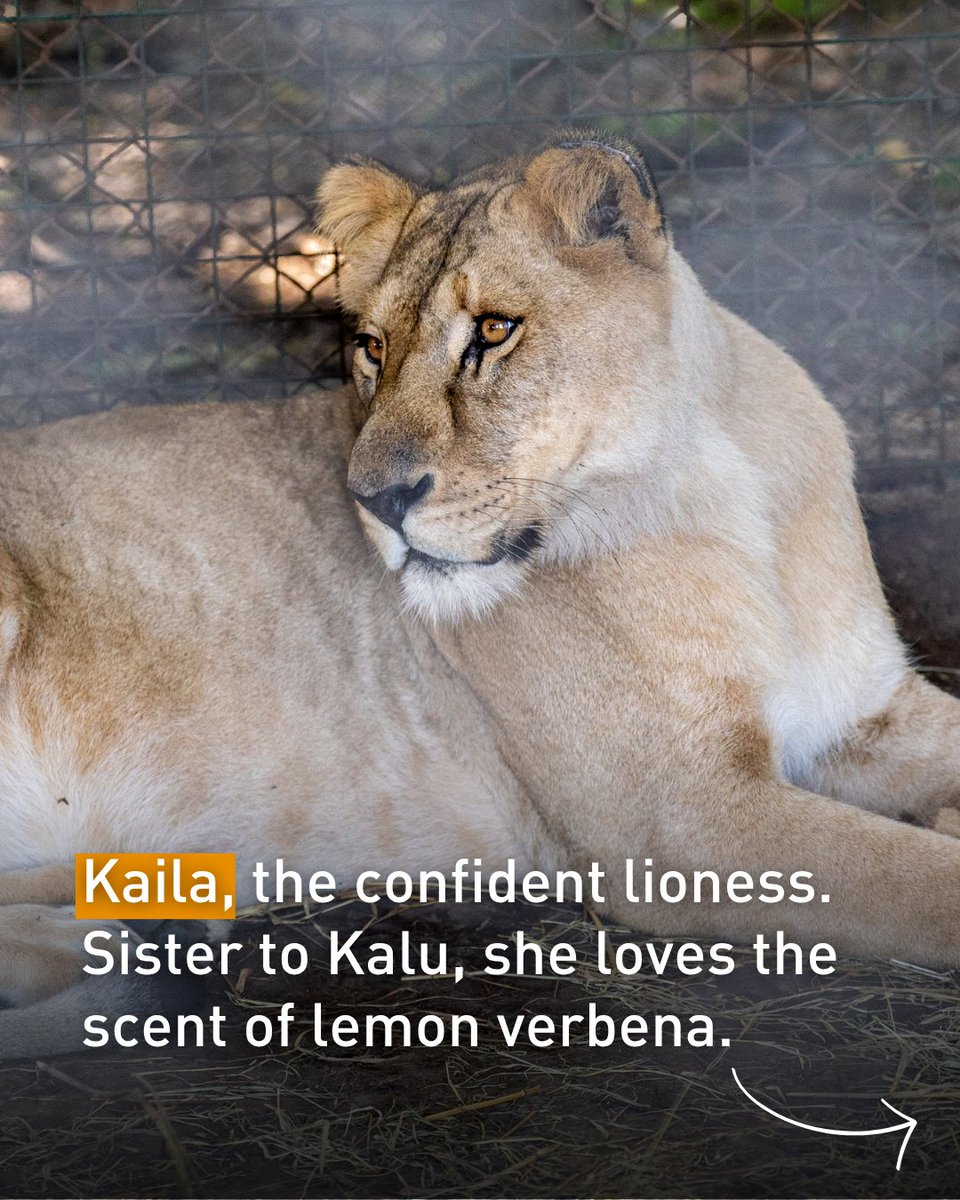fourpawsAU's tweet photo. Four Sisters. Two Species. One New Beginning.  

Preparations continue at former Zoo Luján as we get ready to rescue animals to two sanctuaries.

Meet Kalu, Kaila, Shelby and Satine, two lioness sisters and two tigress sisters. They’ll be rescued to The Wild Animal Sanctuary. https://t.co/sJI8NR8TeT