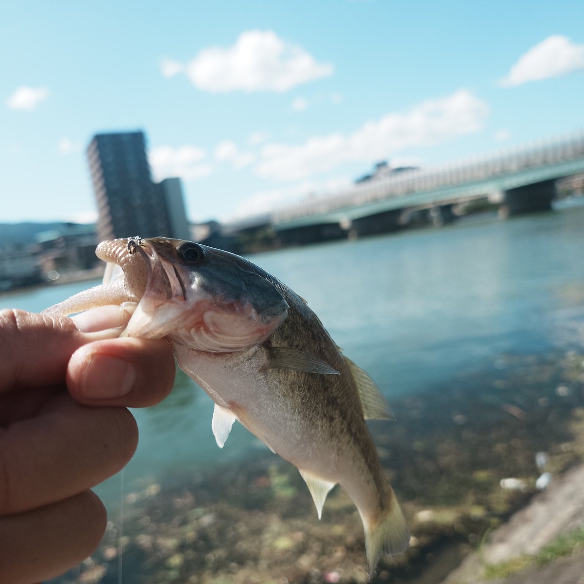 darkforestyuki's tweet photo. 今日も小バスに遊んでもらいました。
夏のサーチベイトはルーシーに限る✨ https://t.co/u4BsuOmeJx