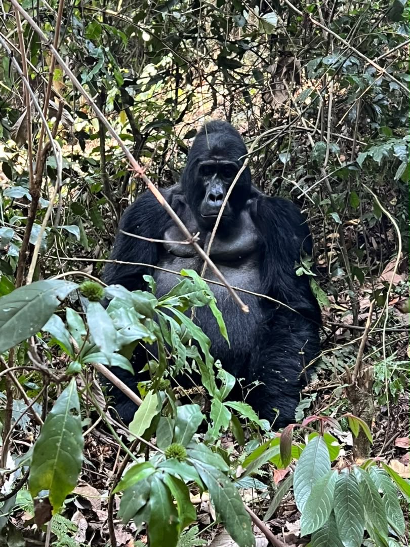 bespokesafarisu's tweet photo. Have you ever dreamed of being close to mountain gorillas? It’s a dream come true for everyone. Coming face to face with the endangered species is a once in lifetime experience! Book your gorilla trekking experience! #gorillatourism #conservation #summertravel #bespokesafaris https://t.co/l1FBnHORmt