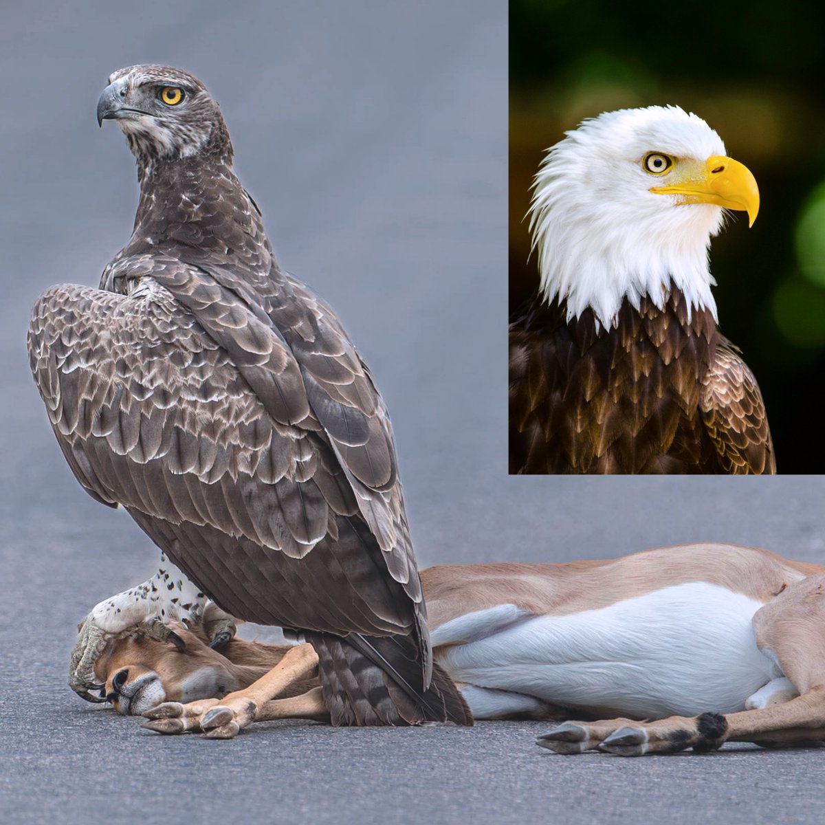 arojinle1's tweet photo. Dear @officialEFCC, good morning!

Today is another day to remind you that the bald eagle shouldn't be found in your logo. An organization's logo should reflect their strength and objectives.

The bald eagle that's currently featured on your logo is not an African bird. It is not found in Nigeria. It is also an opportunistic scavenger and fish eater. Meanwhile, the martial eagle we have in Nigeria is a ferocious hunter that actively hunts aggressive and heavy prey including hyraxes, small jackals, monitor lizards, domestic livestock, and young antelopes weighing considerably more than itself.

The bald eagle doesn't have much going for it beyond American PR. It is comparatively weak and sounds like a weak chicken.

Thank you for your attention on this matter.

~ Arojinle