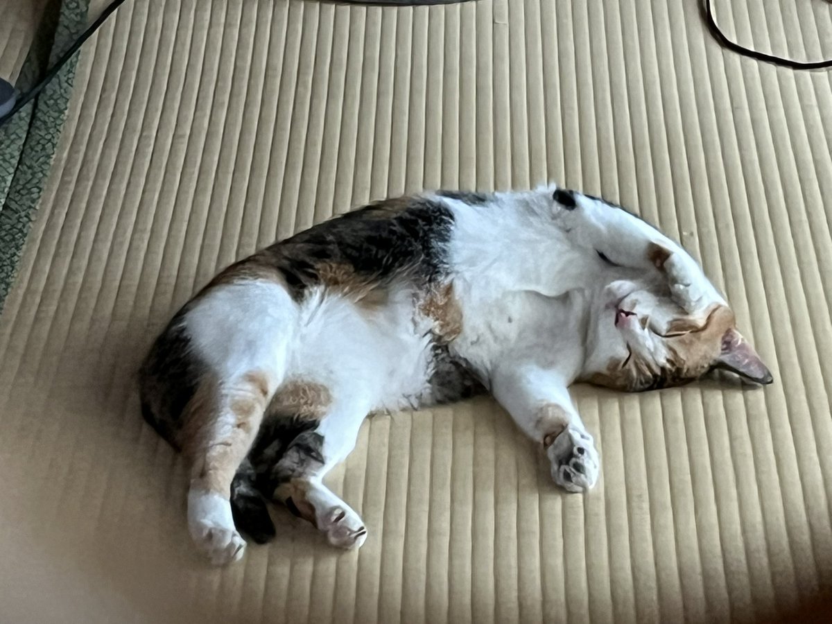 mozz_33's tweet photo. あついねーねこ https://t.co/bg8SWZY9ap