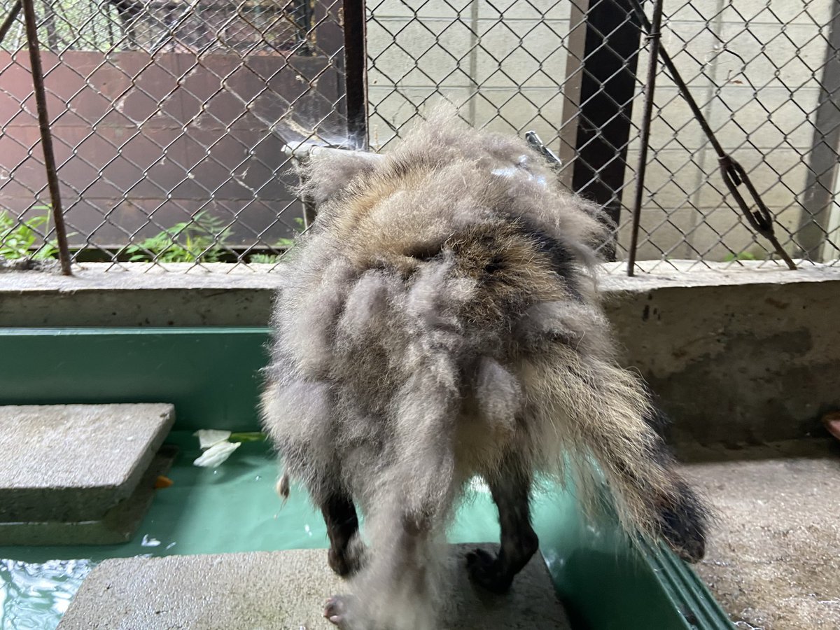 389fuzokuen's tweet photo. 換毛で毛が抜け続け、
猫又ならぬタヌ又になっているおしお🐾
 #ホンドタヌキ  #おしお
 #大町山岳博物館 https://t.co/XyXJPPCSO8