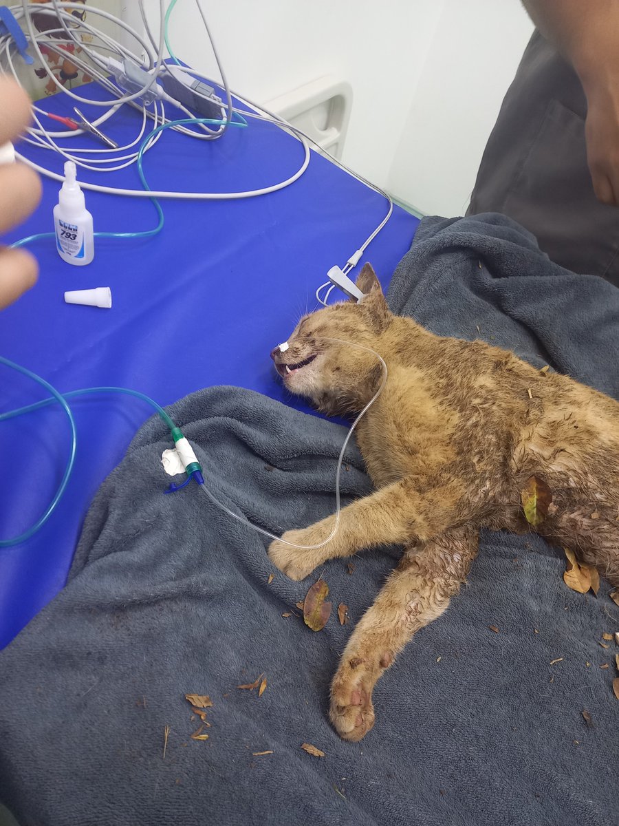 EstranhaSilvia's tweet photo. ATENÇÃO ME AJUDEM !!!! 

ESSE GATO FOI ATACADO POR 10 CACHORROS AGORA DE MADRUGADA NA RUA DA MINHA CASA 

NÃO SEI QUEM É O DONO MAS NÃO PUDE DEIXAR ELE MORRER NA RUA 

COMPARTILHEM PRA AJUDAR!!!

ARUJÁ-SP  BARRETO!!! https://t.co/TDdlF8hvFo