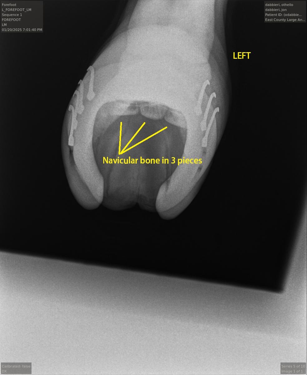 SWLarsonFarrier's tweet photo. Rare case of what I believe is congenital multipartite navicular. The navicular bone is partitioned into 3 pieces on all four feet. Horse has apparently participated in rodeo with the condition. Very interesting to see on radiographs. https://t.co/wUB0VNwedZ