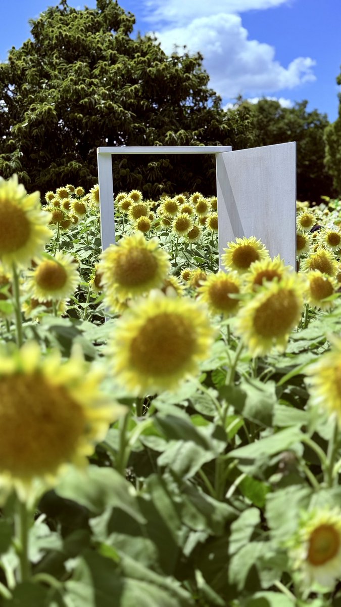 the7thblues's tweet photo. 26.8.6 長居植物園。 白い花びらひまわり見物。高気温のおかげでiPhoneも熱々🥵休み休みで撮影🤳 https://t.co/gVmxm0YMaM