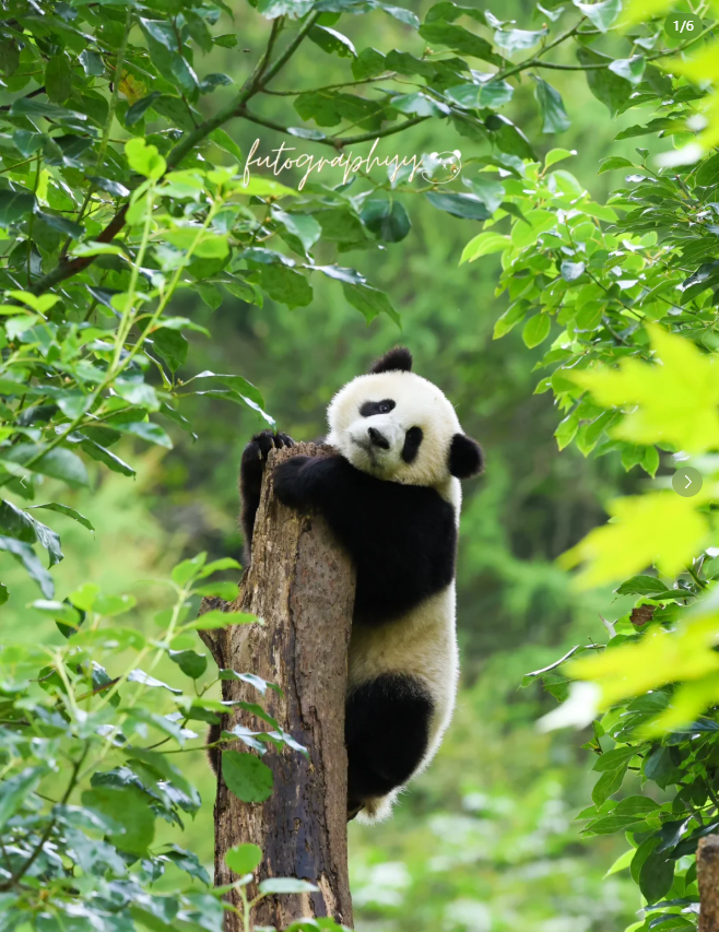 AUSAeducation's tweet photo. This giant panda is truly adorable! https://t.co/SqAcKfAhFR