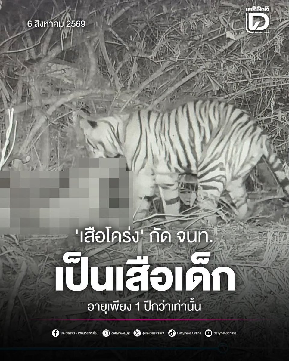 zsar14940693's tweet photo. เจ้าตัวร้ายที่คร่าชีวิต จนท. เป็นเสือวัยรุ่น อายุ 1 ปี 6 เดือน ซึ่งอยู่ในวัยที่กำลังหัดล่าเหยื่อ เป็นลูกเสือ 1 ใน 3 ตัวของแม่เสืออภิญญา พ่อเสือพงศกร
#ห้วยขาแข้ง https://t.co/UpPURhvQZB