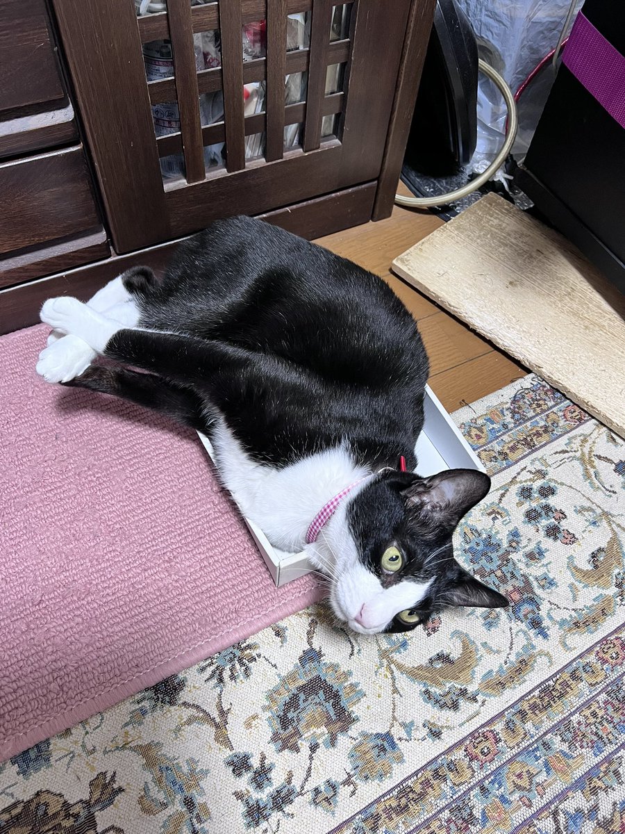 mitarashi2020's tweet photo. 伸びてても縮んでても、どっちも可愛い！！
#猫は伸縮自在 https://t.co/c6LOQlts0P