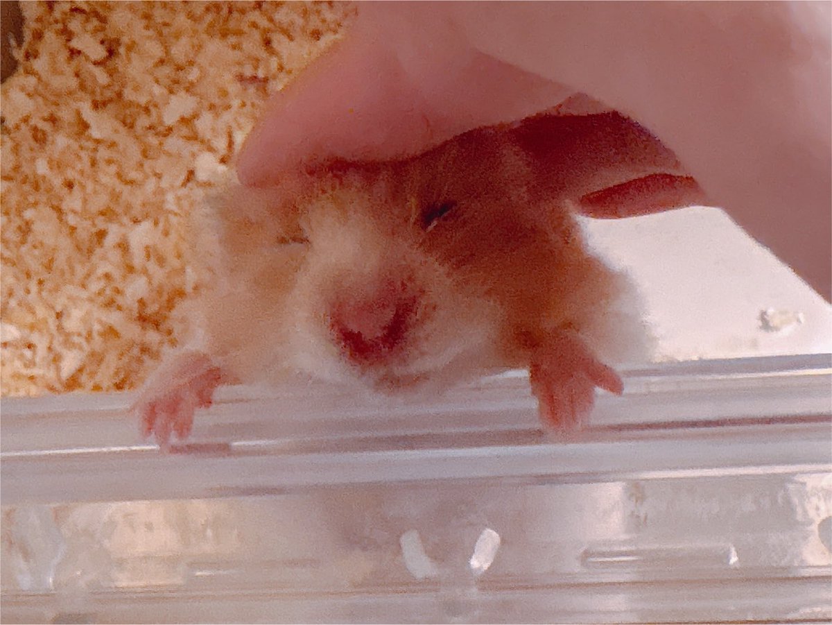 ハムちゃん✨ ページ Post by ハムちゃん🐹 on X: くちゃっ