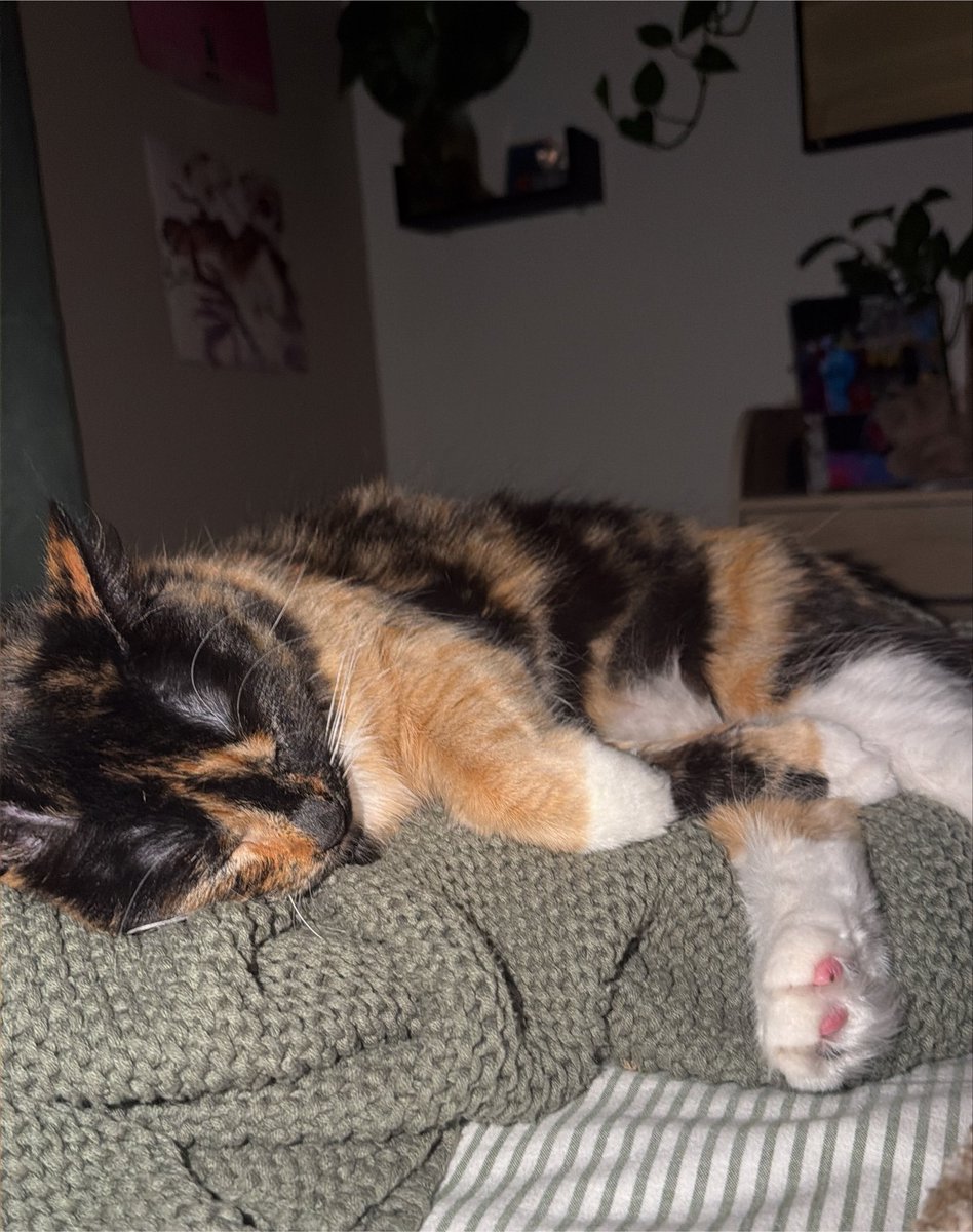 _AlanV_'s tweet photo. Sleeps liked she’s the one who worked a 12 hr shift 🙄 https://t.co/dAu6bFoCtj