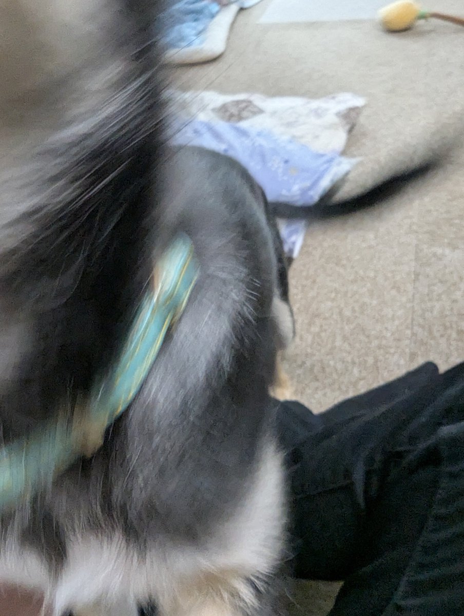 sit7a's tweet photo. いっぬ
ケツ→ワイの顔→ケツ
の順で舐め回すのやめてクレメンス https://t.co/0i8sus92ZF