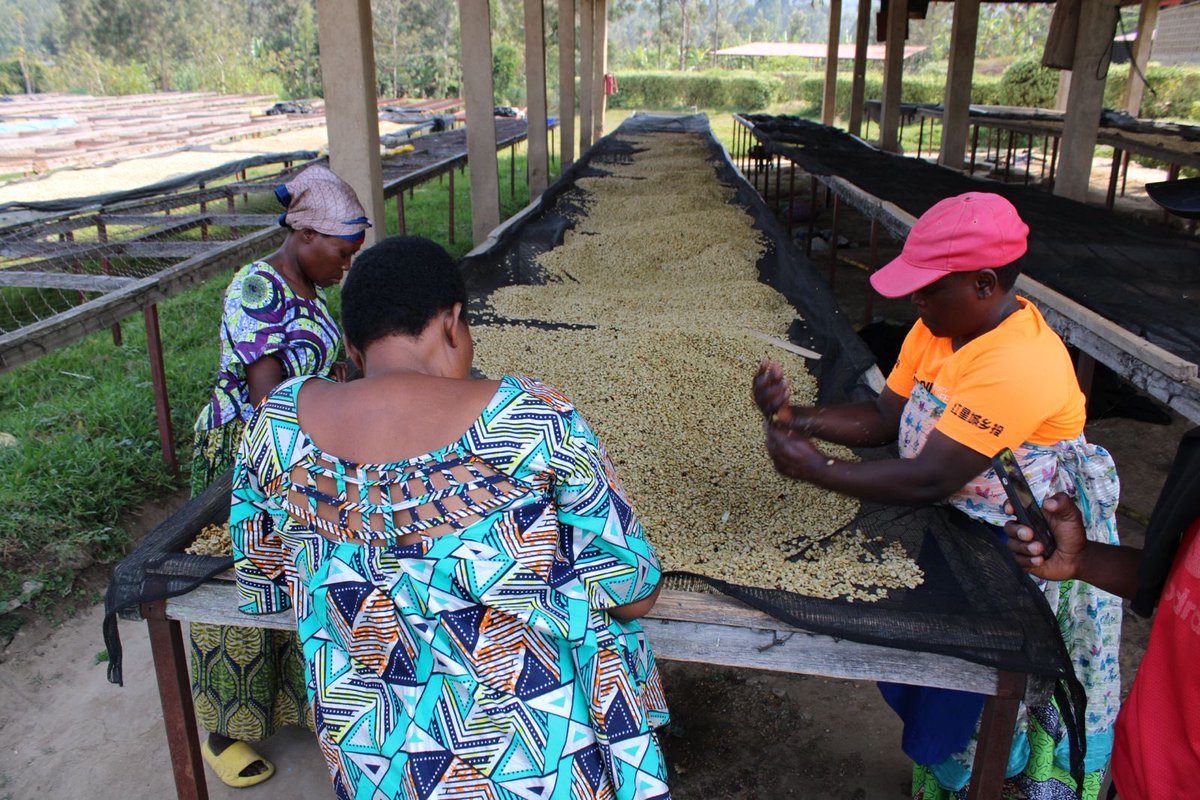 off_TourKarongi's tweet photo. From Coffee Cherry to Cup 
Discover coffee production at KOPAKAKI DUTEGURE Cooperative in Rubengera and finish the visit with a freshly prepared cup.
We organize the excursion and offer car rental services.
Book: https://t.co/F6rnZiZ13M
#VisitKarongi #CoffeeExperience #CarRental https://t.co/4K2tqmkvkm