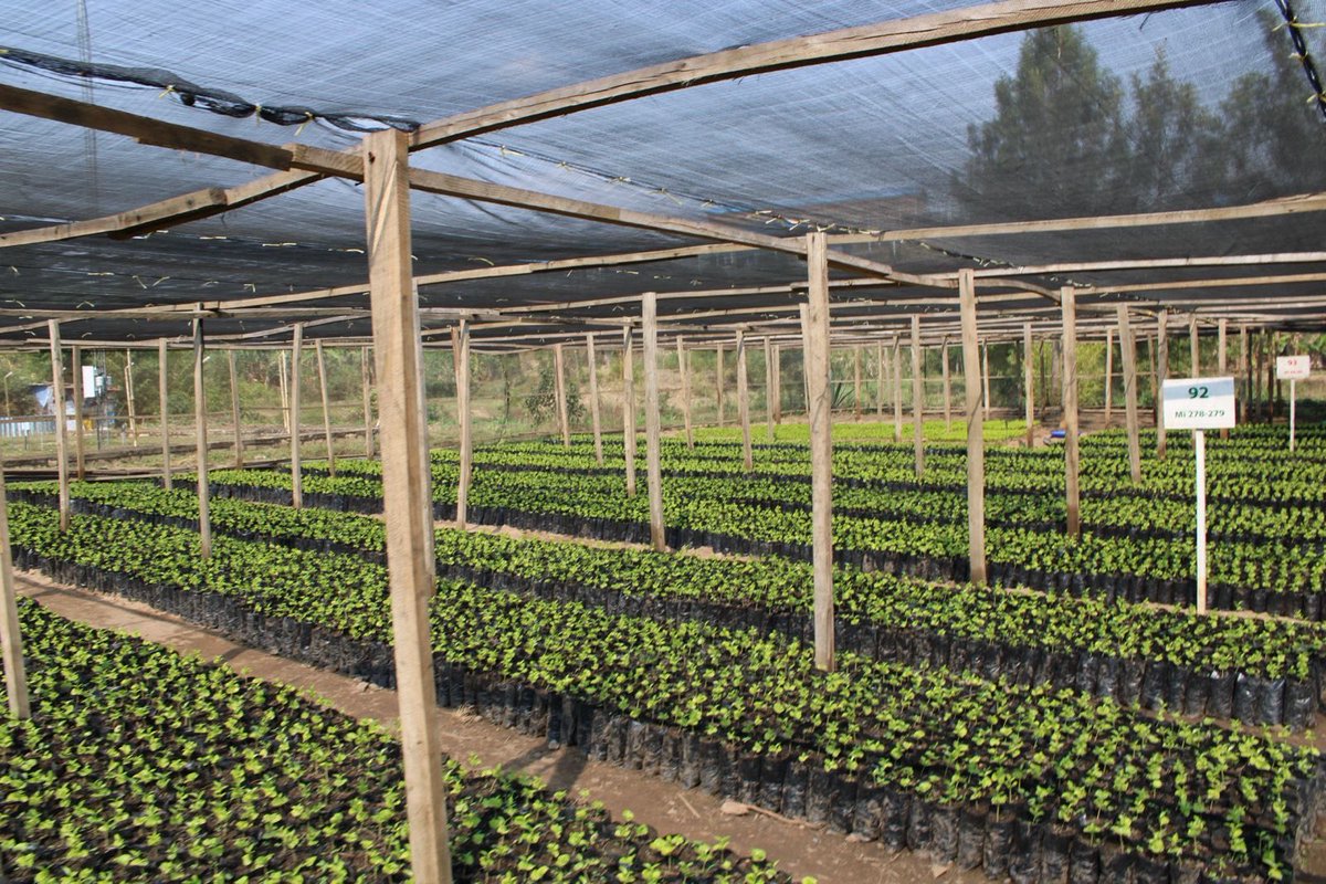 off_TourKarongi's tweet photo. From Coffee Cherry to Cup 
Discover coffee production at KOPAKAKI DUTEGURE Cooperative in Rubengera and finish the visit with a freshly prepared cup.
We organize the excursion and offer car rental services.
Book: https://t.co/F6rnZiZ13M
#VisitKarongi #CoffeeExperience #CarRental https://t.co/4K2tqmkvkm
