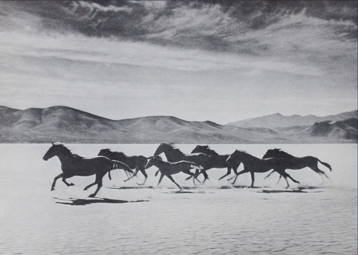 eyeonaxis's tweet photo. Wild Horses, Nevada, 1950s, by Gus Bundy https://t.co/fUMxxuHPk4