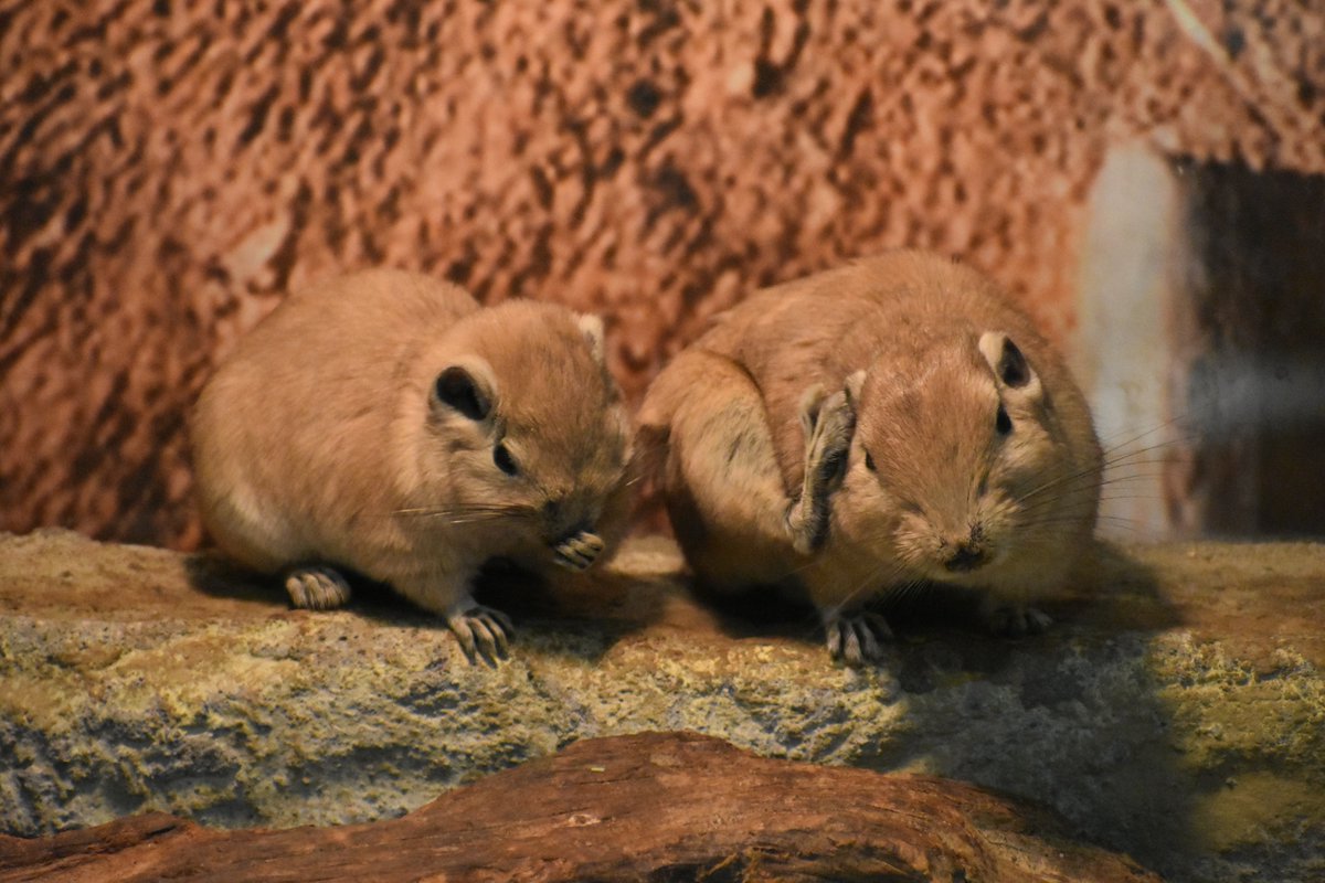 seibutuen_info's tweet photo. 毛づくろいするんディ
#グンディ
#本日のグンディ
#足立区生物園 #夏休みは18歳まで入園料無料 https://t.co/WZoKlKlehG