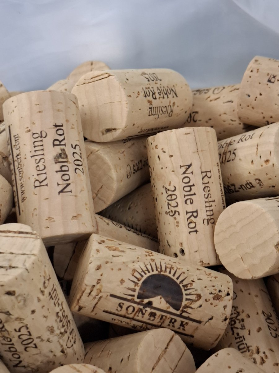 DrapalOlda's tweet photo. Dneska jedeme lahůdku. @WinerySonberk Riesling Noble rot 2025 do Magnum 250 ks a zbytek klasika. Šnečí tempo, 1,5 litru chvilku trvá. Hrozny s ušlechtilou plísní, 18 gr cukru, přes 8 gr kyselin. Už se těším.
Do velkých lahví dáváme jen občas.
Tak za půl roku v prodeji.#Riesling https://t.co/qFk7bCKva1
