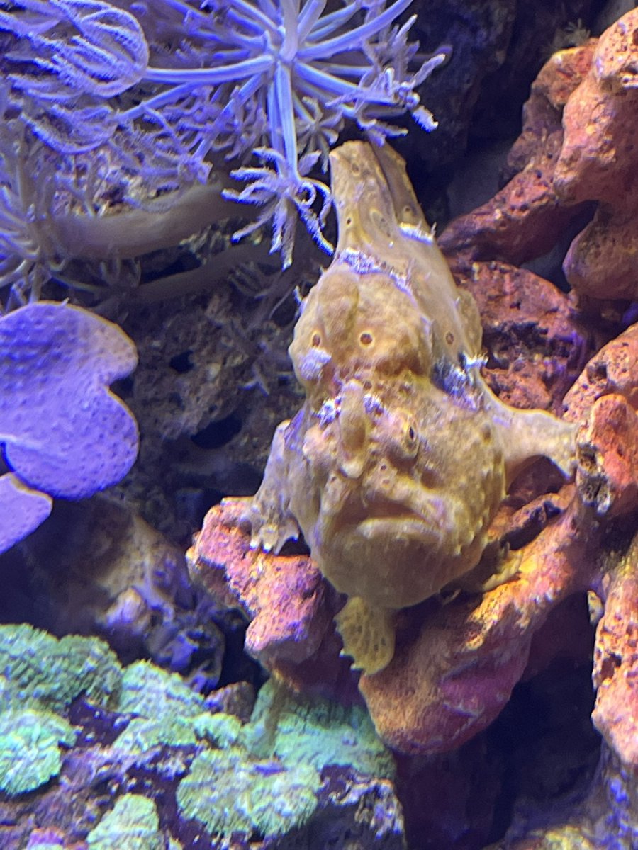 soisoi0715's tweet photo. あとは沼津深海水族館🐟
こいつが目当てだったんだけど
ようつべで見たより黄色くなくて
小汚かったけど大変満���！
今度またふらっと遠出します https://t.co/nZwxlIU5Vp