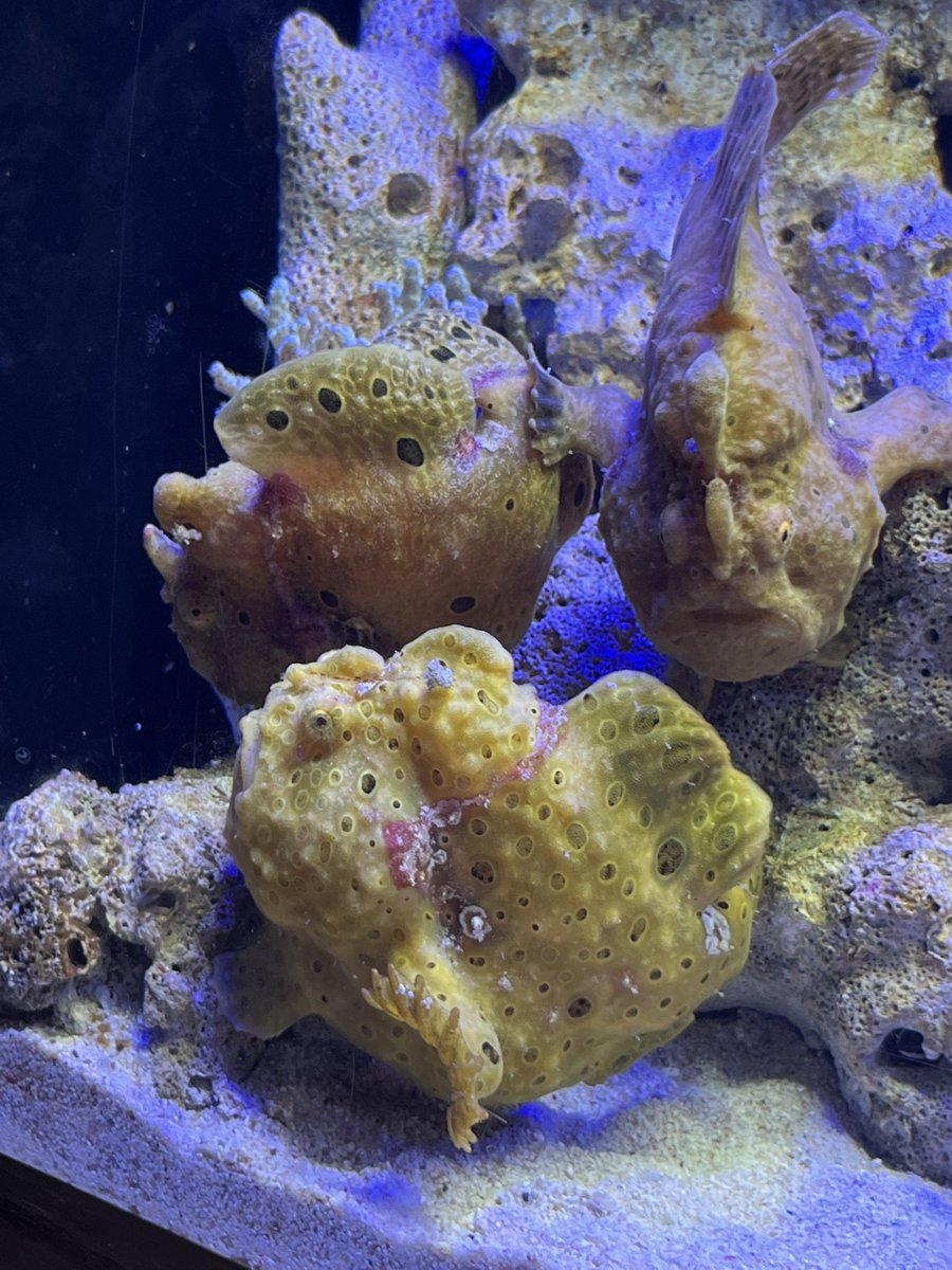 soisoi0715's tweet photo. あとは沼津深海水族館🐟
こいつが目当てだったんだけど
ようつべで見たより黄色くなくて
小汚かったけど大変満���！
今度またふらっと遠出します https://t.co/nZwxlIU5Vp
