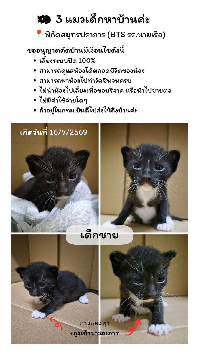 botwannabe's tweet photo. หาบ้านให้น้องแมว 3 ตัว 
เกิดวันที่ 16/7/2569 
อายุไม่ถึง 1 เดือน 
📍พิกัดสมุทรปราการ (BTS รร.นายเรือ)
ไลน์ไอดี : pumpkin_bkk
#แมวหาบ้าน #หาบ้านให้น้องแมว #หาบ้านแมวจร #แมวจร #แมว https://t.co/9qzsV99Ioa