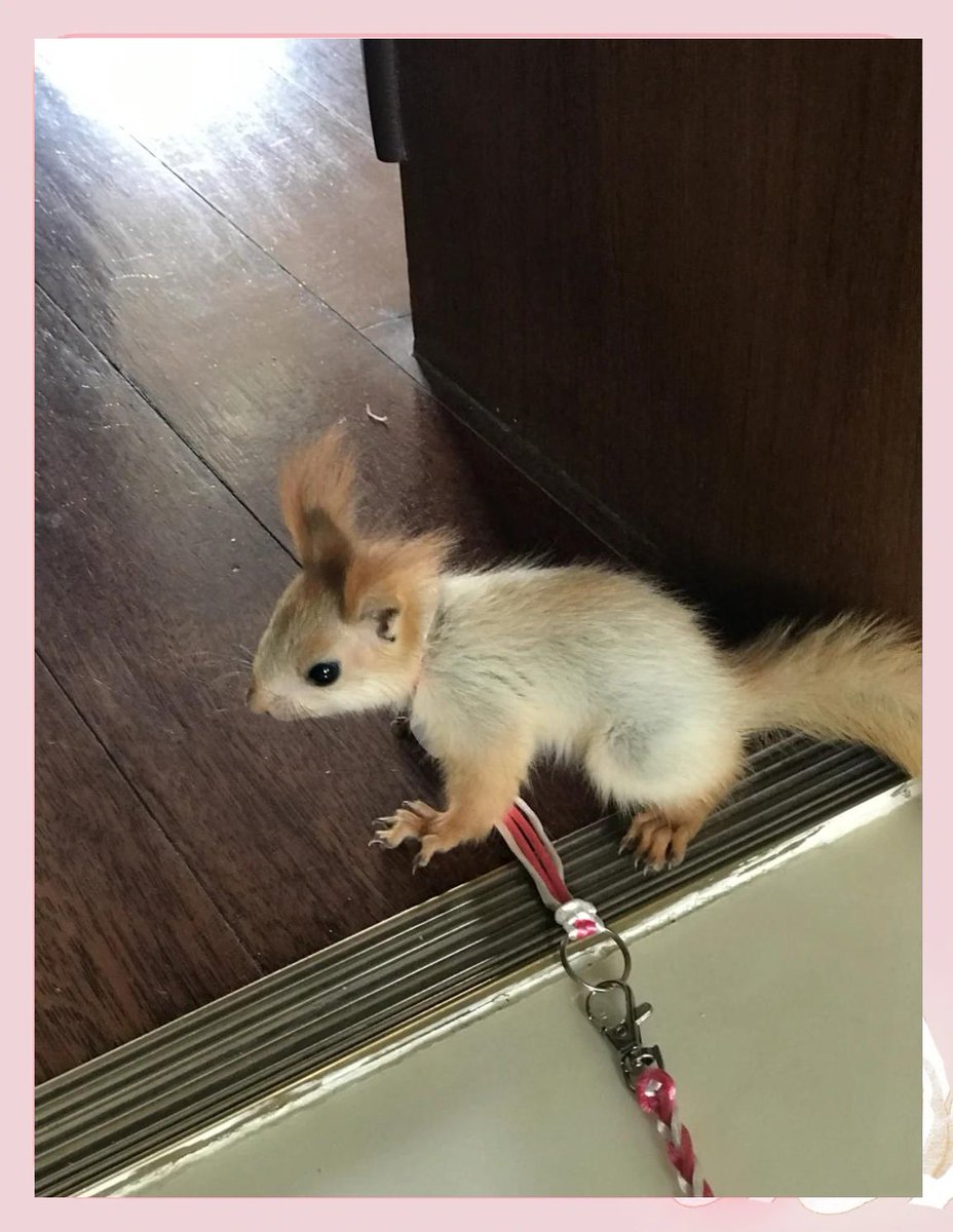 QianaAcee's tweet photo. My tiny pup from 2 months ago is already chasing squirrels like a pro today—time really flies when you’re surrounded by fuzzy little joys!， https://t.co/naa6MwhkHo