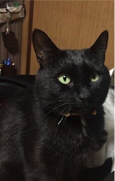 privateeye_pet's tweet photo. 【迷子猫を探しています‼️】

富山県中新川郡上市町稗田付近にて

8月4日から行方不明になりました💦

目撃した方はリプライやDMをいただけますと幸いです🙇‍♂️

名前：チロル
性別：オス（去勢済）
年齢：12歳
特徴：鍵しっぽ
警戒心が強い
黒色少し白髪混じり

#迷子猫 #猫 #迷い猫 #富山県 #中新川郡 #拡散希望 #迷子ペットを守りたい