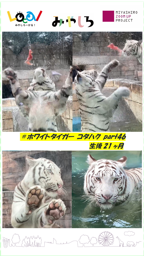 miyashiro_machi's tweet photo. ＼#宮代町インターネット放送局📹 '∪'⊂／

新作動画を公開‼️
▶︎#ホワイトタイガー コタハク part46 ～吊るし肉＆プール～
▶︎撮影編集
#みやしろズームアッププロジェクト
みんなが地域の特派員　山本豊
▶︎動画はこちらhttps://t.co/crUgcJathl
#みやしろまち #東武動物公園 #コタハク https://t.co/8XFeAz9cGf