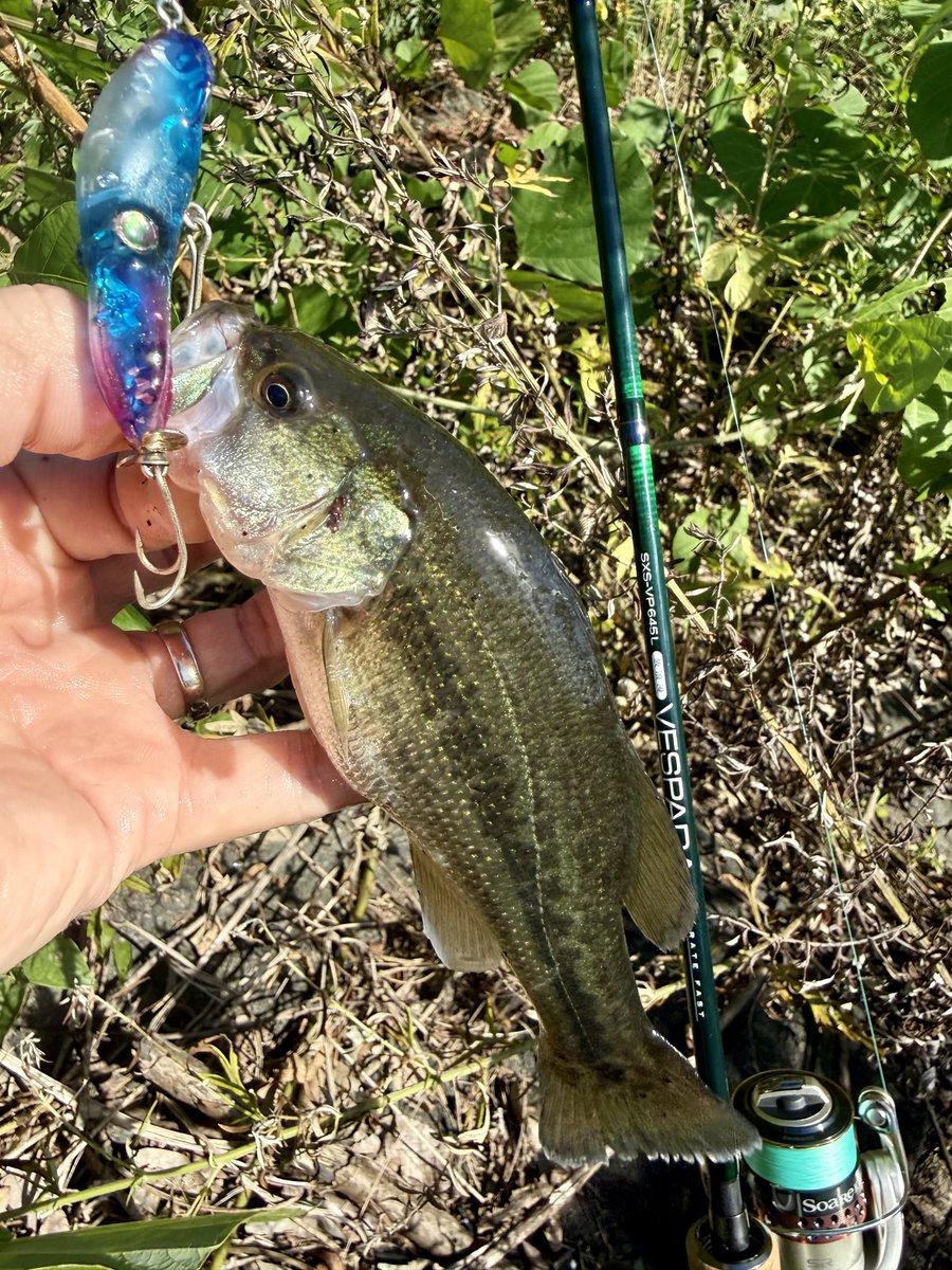 fr_chopper's tweet photo. たまにゃバス釣り🎣
可愛いサイズだが真っ昼間にトップゲーム満喫出来りゃ満足だろ✌️😎

#INXlabel 
#インクスレーベル
#ヴェスパーダ
#スープラ65PD
#PR https://t.co/sRD1avX050