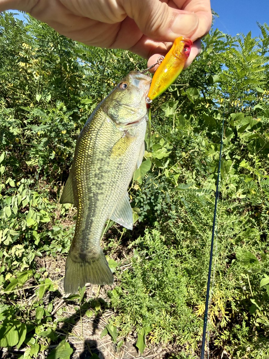 fr_chopper's tweet photo. たまにゃバス釣り🎣
可愛いサイズだが真っ昼間にトップゲーム満喫出来りゃ満足だろ✌️😎

#INXlabel 
#インクスレーベル
#ヴェスパーダ
#スープラ65PD
#PR https://t.co/sRD1avX050