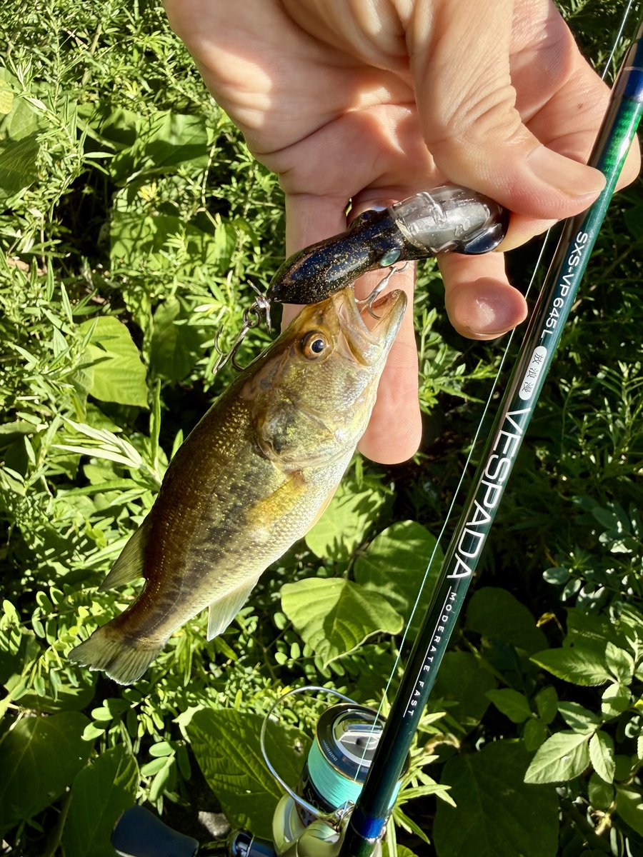 fr_chopper's tweet photo. たまにゃバス釣り🎣
可愛いサイズだが真っ昼間にトップゲーム満喫出来りゃ満足だろ✌️😎

#INXlabel 
#インクスレーベル
#ヴェスパーダ
#スープラ65PD
#PR https://t.co/sRD1avX050