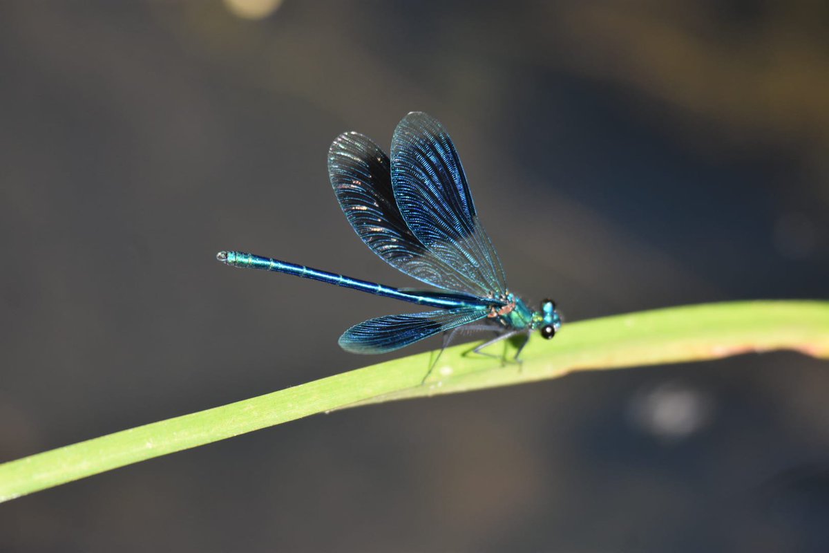 OdijkSandra's tweet photo. @DailyPicTheme2 #transparant wings https://t.co/YJkYqot4lx