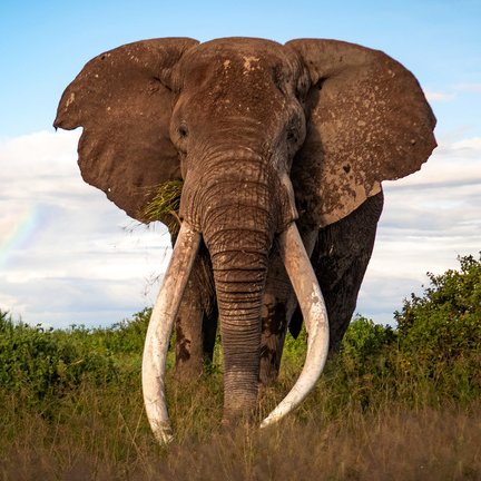 AMAZlNGNATURE's tweet photo. Kenya's elephant population doubles over the past three decades

The country's elephant population has grown from about 16,000 to 42,072, driven by decades of anti-poaching efforts and conservation https://t.co/JPJ5TK8Q13