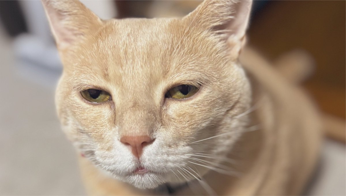428mg2's tweet photo. 猫界では断トツで似てると思ってる https://t.co/hoRBTRZsiv
