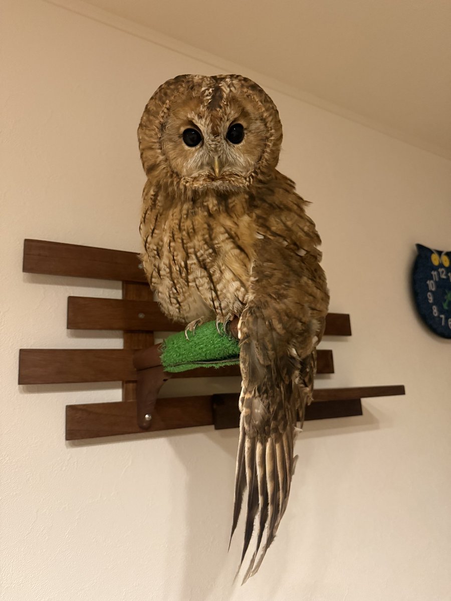 urafuku6's tweet photo. あずきがやる気マンマンなんで18:30からご飯配信します🦉 https://t.co/i0LLg2imi2