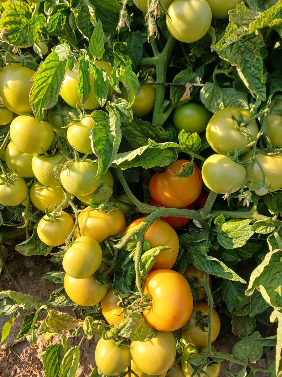 MukuvariKaroi's tweet photo. If you cannot work under pressure then never try Farming worse still horticulture. https://t.co/yZEh40B81d