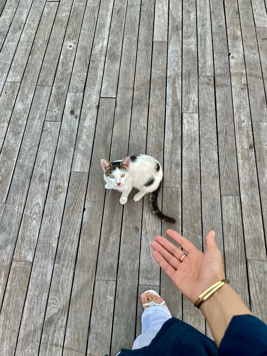 minimalokur88's tweet photo. Günaydın ☀️ 🐈‍⬛ minnoşum https://t.co/zxaimoVysu