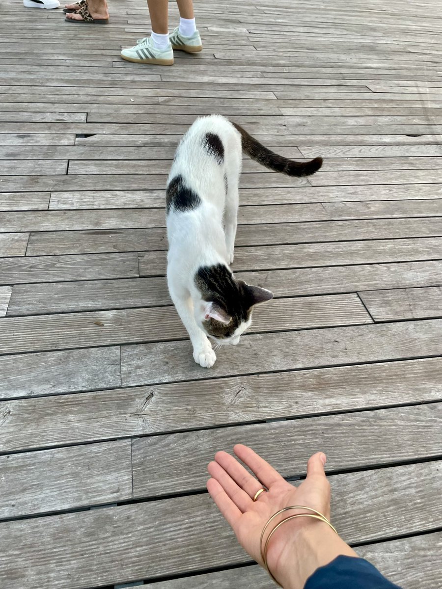 minimalokur88's tweet photo. Günaydın ☀️ 🐈‍⬛ minnoşum https://t.co/zxaimoVysu