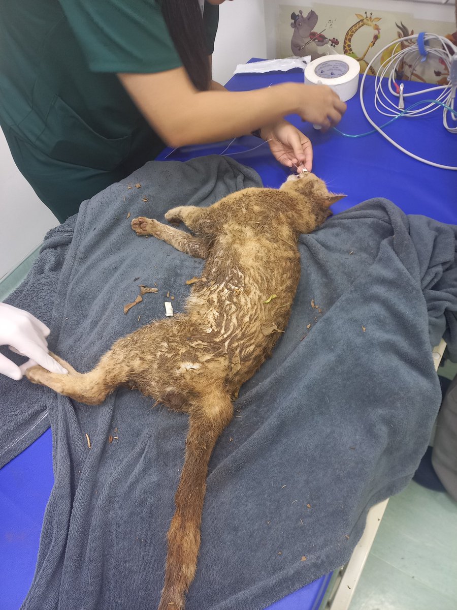 EstranhaSilvia's tweet photo. ATENÇÃO ME AJUDEM !!!! 

ESSE GATO FOI ATACADO POR 10 CACHORROS AGORA DE MADRUGADA NA RUA DA MINHA CASA 

NÃO SEI QUEM É O DONO MAS NÃO PUDE DEIXAR ELE MORRER NA RUA 

COMPARTILHEM PRA AJUDAR!!!

ARUJÁ-SP  BARRETO!!! https://t.co/TDdlF8hvFo