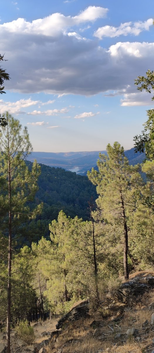 es1973_'s tweet photo. Ayer visité el valle de Iruelas (tras el devastador incendio de Burgohondo) y las fotos que hice, in situ, me devolvieron algo la esperanza. La vertiente norte, desde unos 900 metros por el puerto de Casillas, tiene bastante bien su biomasa forestal. No todo se ha perdido... https://t.co/QfvLrO1WoY