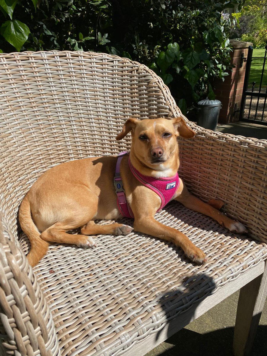 ChrissieHynde's tweet photo. Can anyone in Great Britain tell me of the whereabouts of my little dog Nico?

I don’t know if someone has fallen in love with her and is harbourIng her in their home?
 Or maybe someone has grabbed her and using her for some malicious purpose..? https://t.co/l8seOjMnBl
