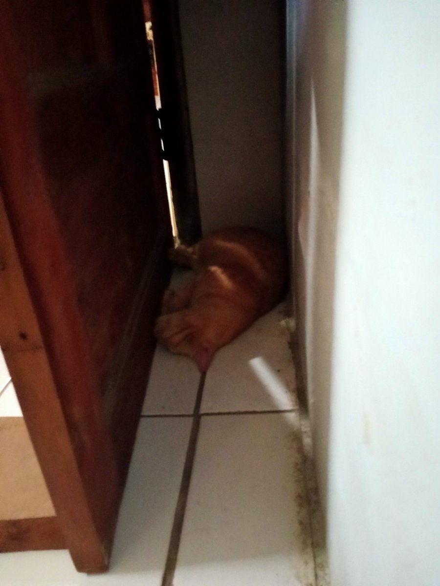 dinihaye's tweet photo. ngintip kucing tidur 🤭 https://t.co/uTnxxuRIsO