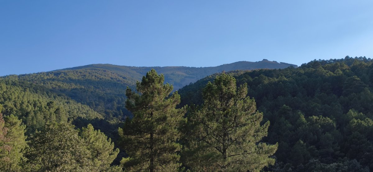 es1973_'s tweet photo. Ayer visité el valle de Iruelas (tras el devastador incendio de Burgohondo) y las fotos que hice, in situ, me devolvieron algo la esperanza. La vertiente norte, desde unos 900 metros por el puerto de Casillas, tiene bastante bien su biomasa forestal. No todo se ha perdido... https://t.co/QfvLrO1WoY