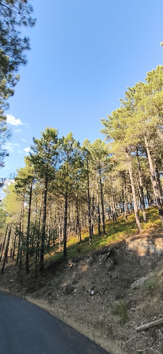 es1973_'s tweet photo. Ayer visité el valle de Iruelas (tras el devastador incendio de Burgohondo) y las fotos que hice, in situ, me devolvieron algo la esperanza. La vertiente norte, desde unos 900 metros por el puerto de Casillas, tiene bastante bien su biomasa forestal. No todo se ha perdido... https://t.co/QfvLrO1WoY