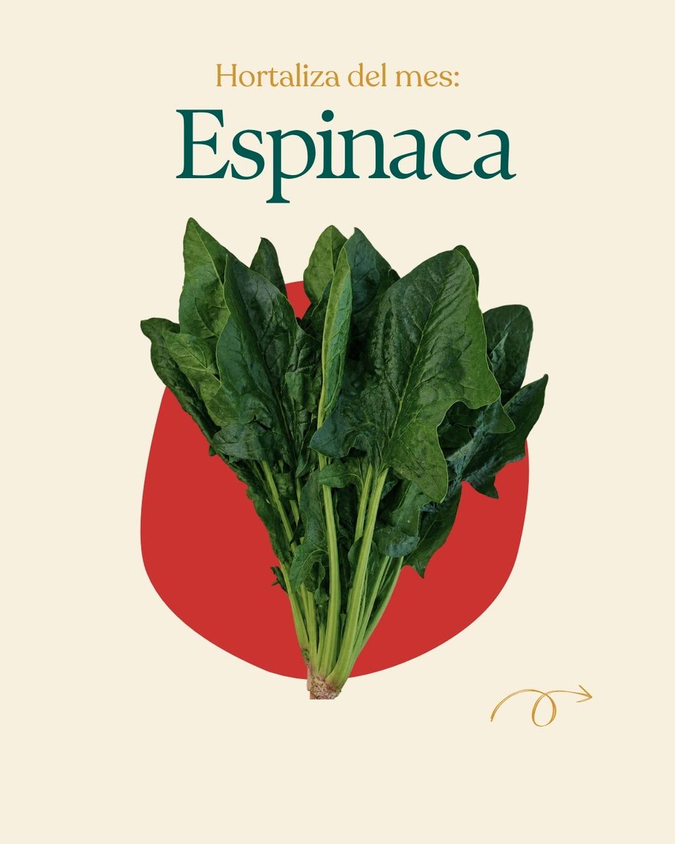solherbs_'s tweet photo. Producto del mes | Espinaca 🌱

Un cultivo de ciclo rápido que cuidamos al detalle para que llegue perfecto. 
Trabajando para ofreceros siempre lo mejor 💯

#HortalizasFrescas #Espinaca #Solherbs #HierbasAromáticas https://t.co/JBPh185Qu4
