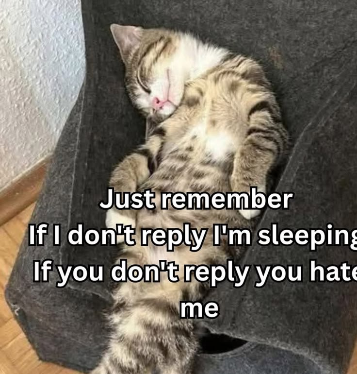 Meowversetwt's tweet photo. https://t.co/lKrtUj98yo