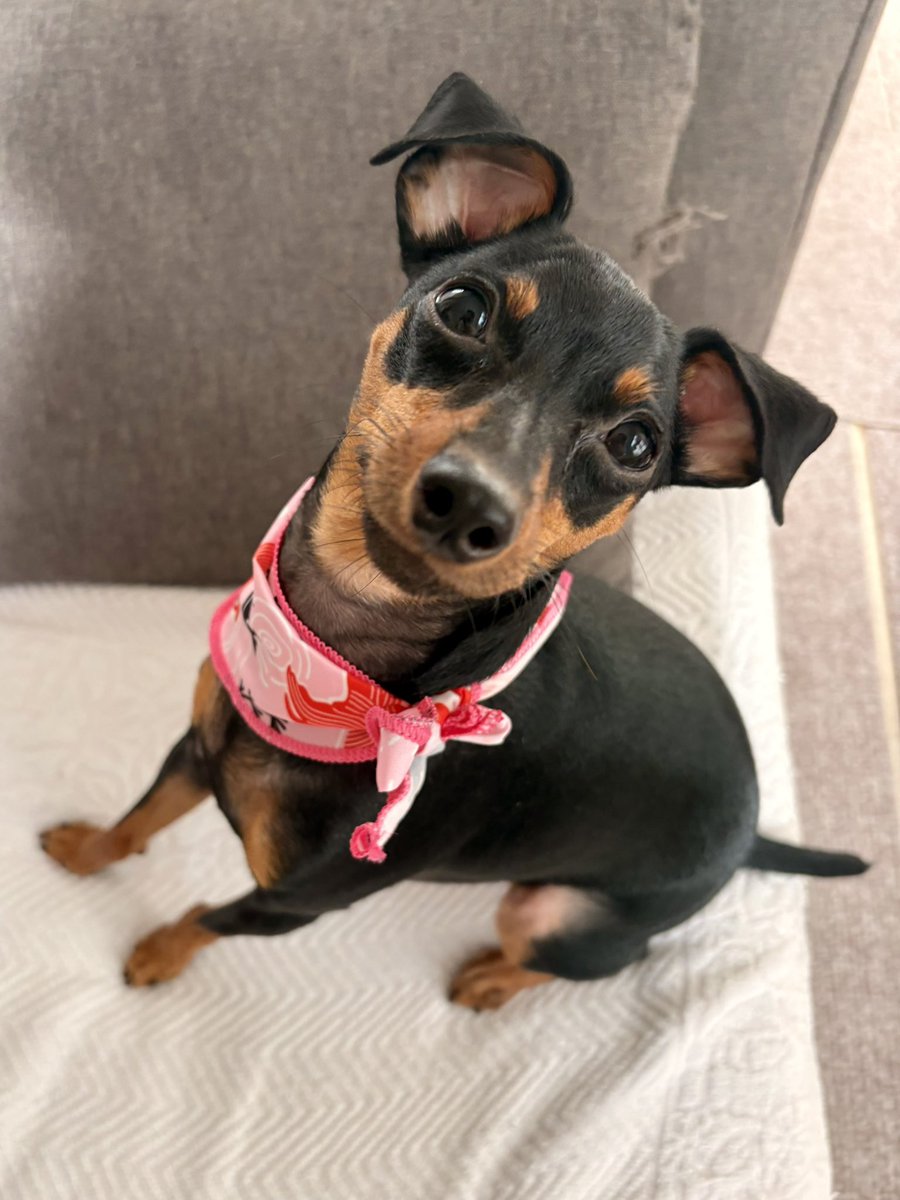 cafe_vivi's tweet photo. シャンプー行ってきました〜🧴🐾
怖がりで…シャンプー中に、ビビリおちっこ&ウンチしたらしい…
困ったものや😅💦
写真をアニメ風にしたら可愛すぎてビビちゃんじゃないわ😆(笑)
#minipin #vivi #シャンプー #ミニピン https://t.co/FgWUfpLs3Y